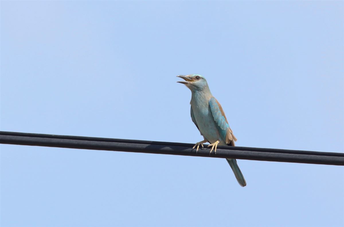 European Roller