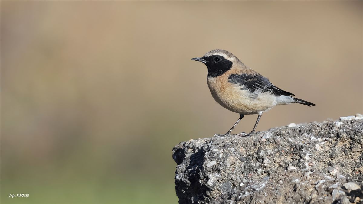 Black-eared Wheatear