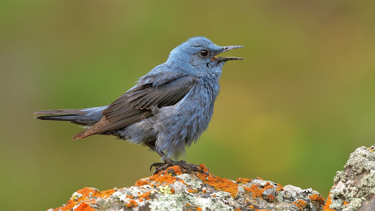 Blue Rock Thrush