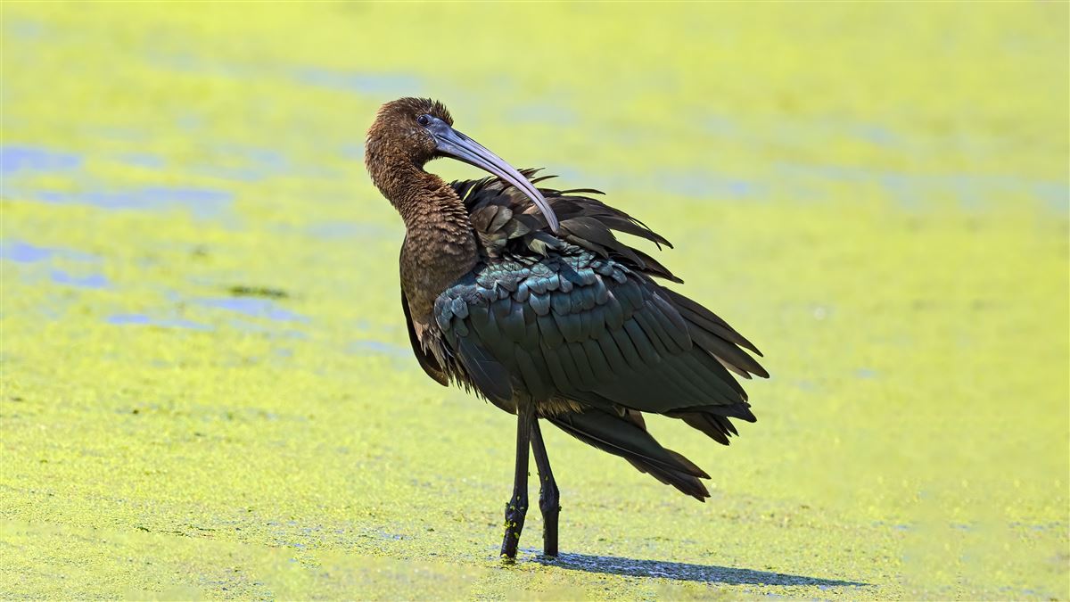 Glossy Ibis