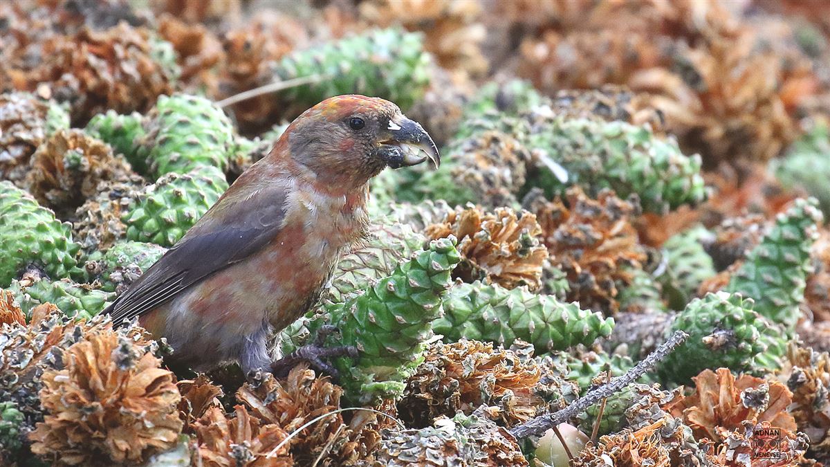 Red Crossbill
