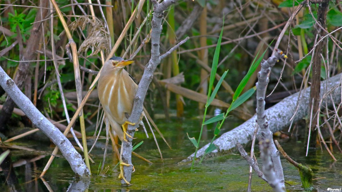 Little Bittern
