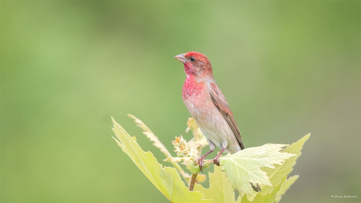 Common Rosefinch