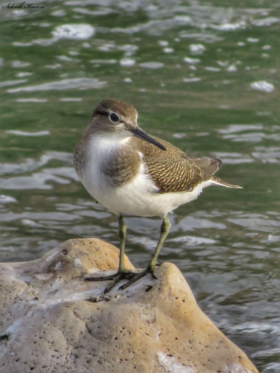 Common Sandpiper