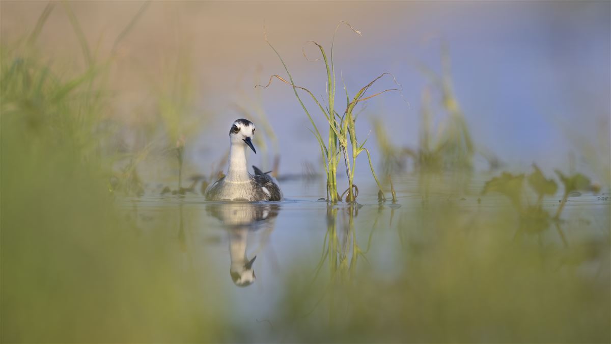 Red-necked Phalarope