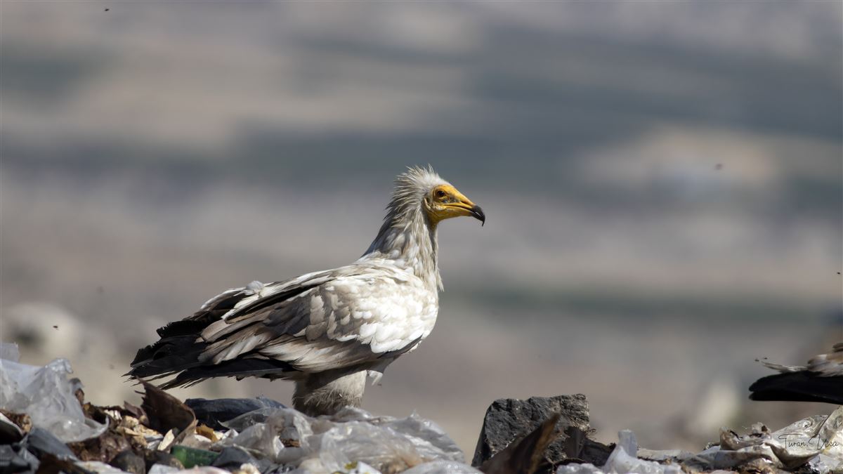 Egyptian Vulture