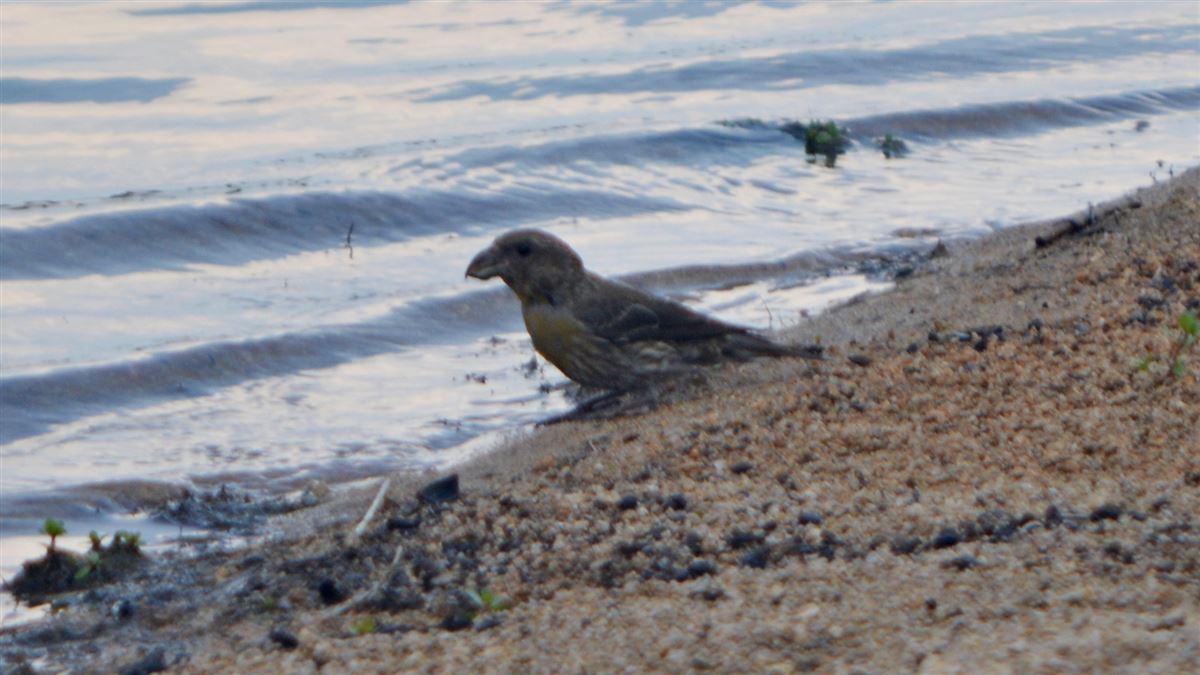 Red Crossbill