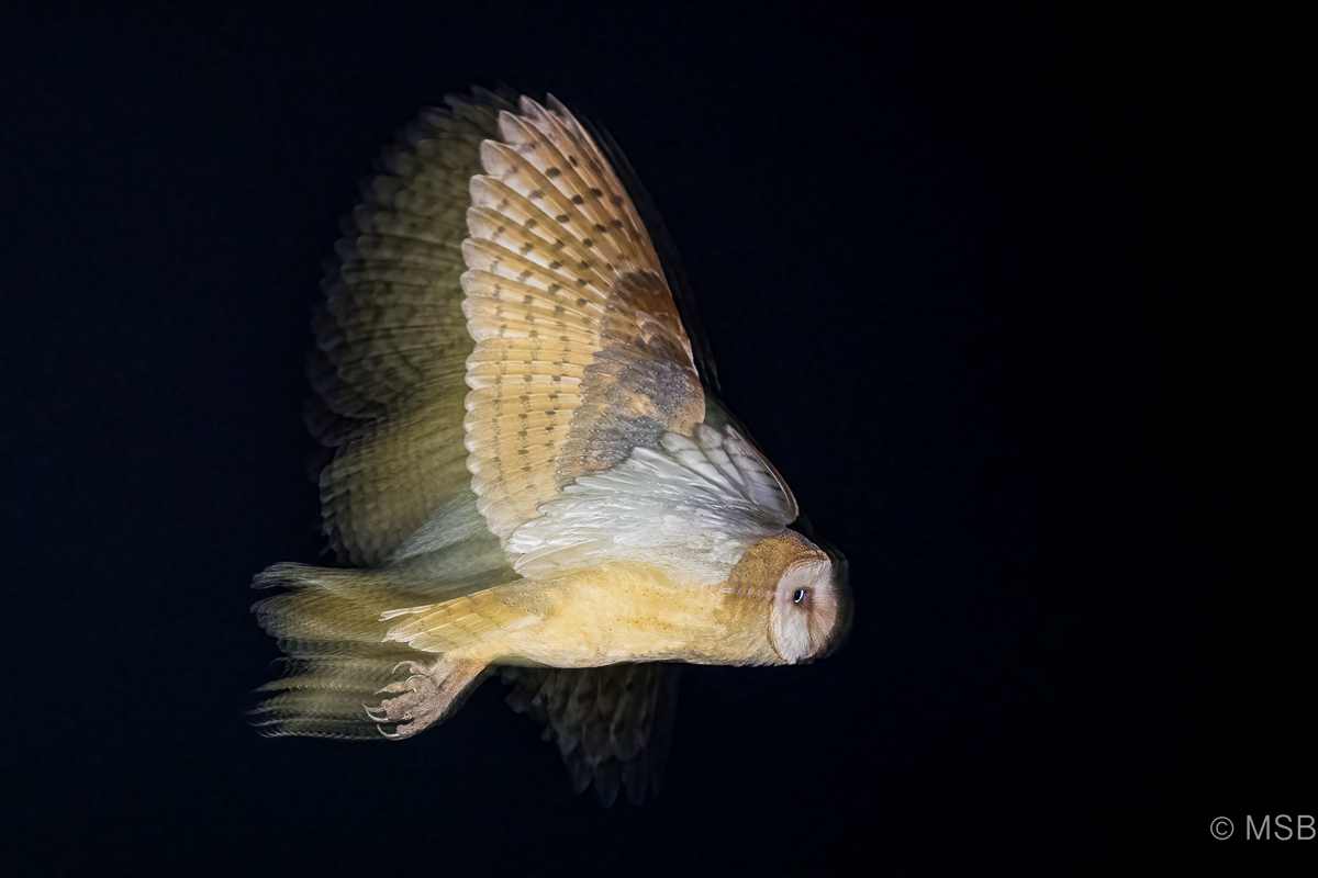 Western Barn Owl