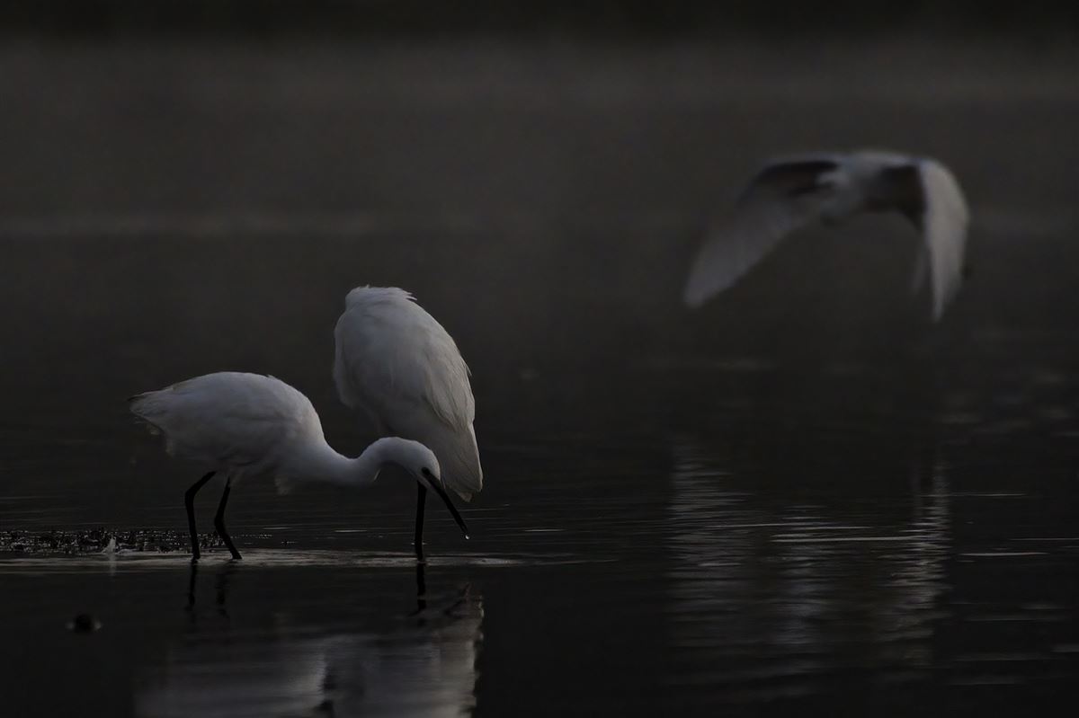 Little Egret