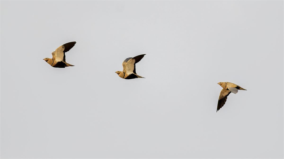 Black-bellied Sandgrouse