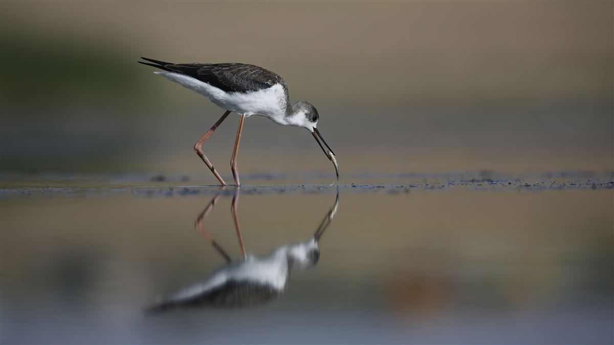 Black-winged Stilt