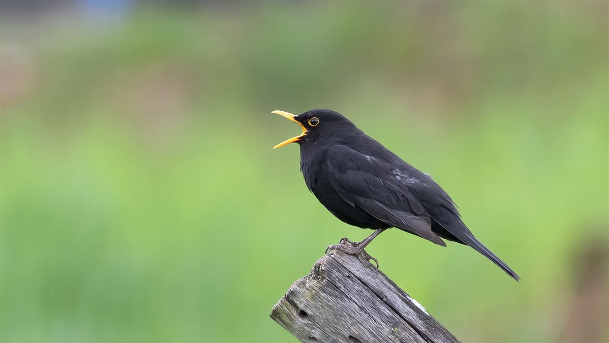 Common Blackbird