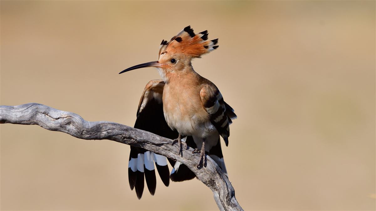 Common Hoopoe