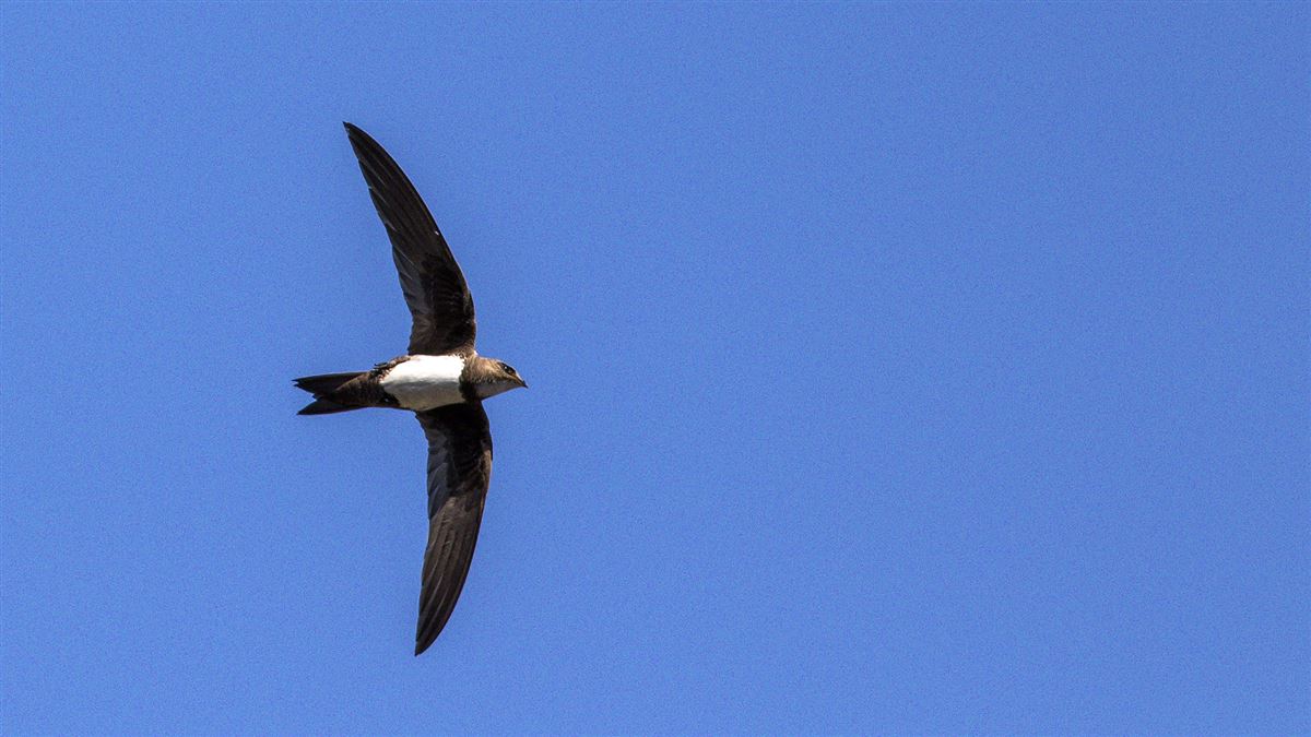 Alpine Swift