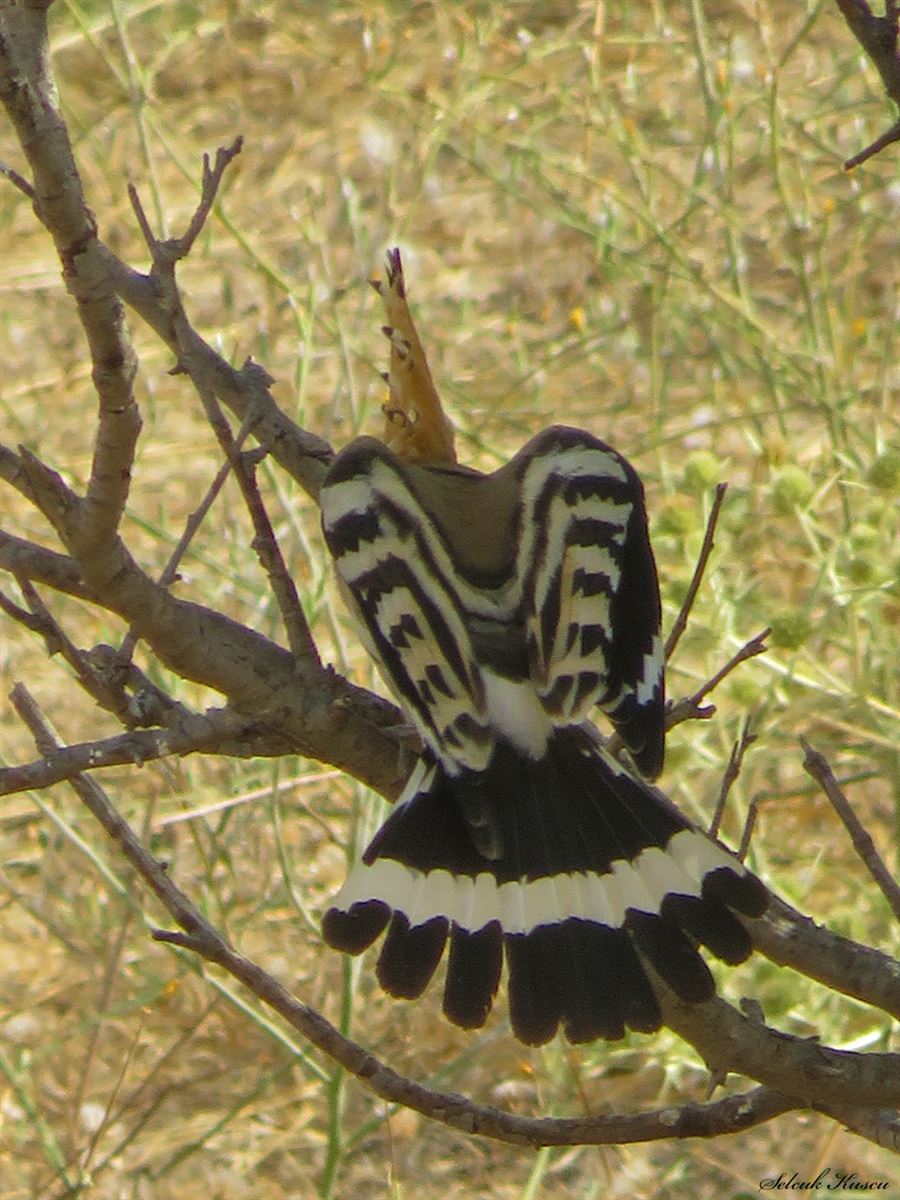 Common Hoopoe