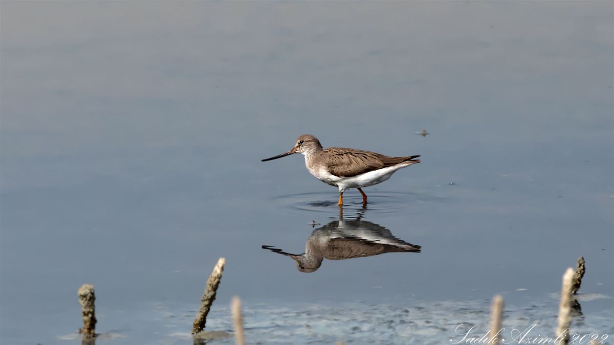 Terek Sandpiper