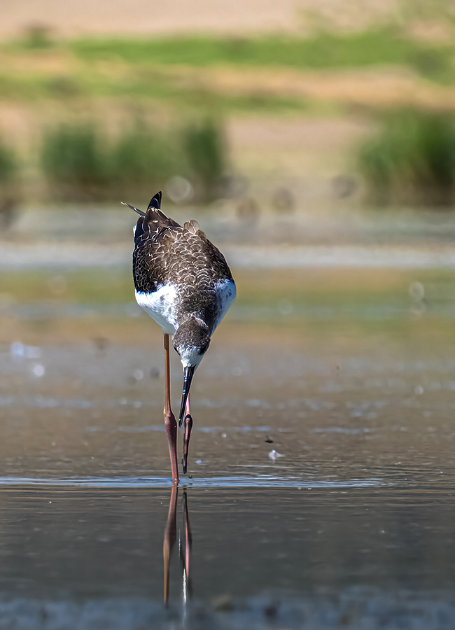 Black-winged Stilt