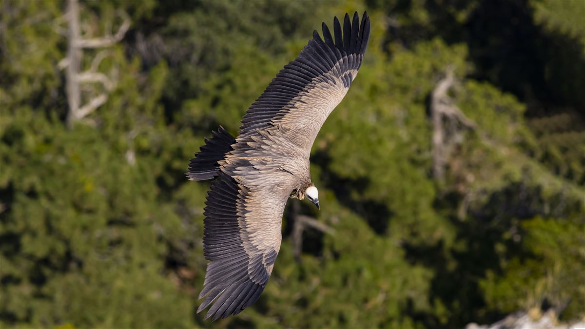 Griffon Vulture