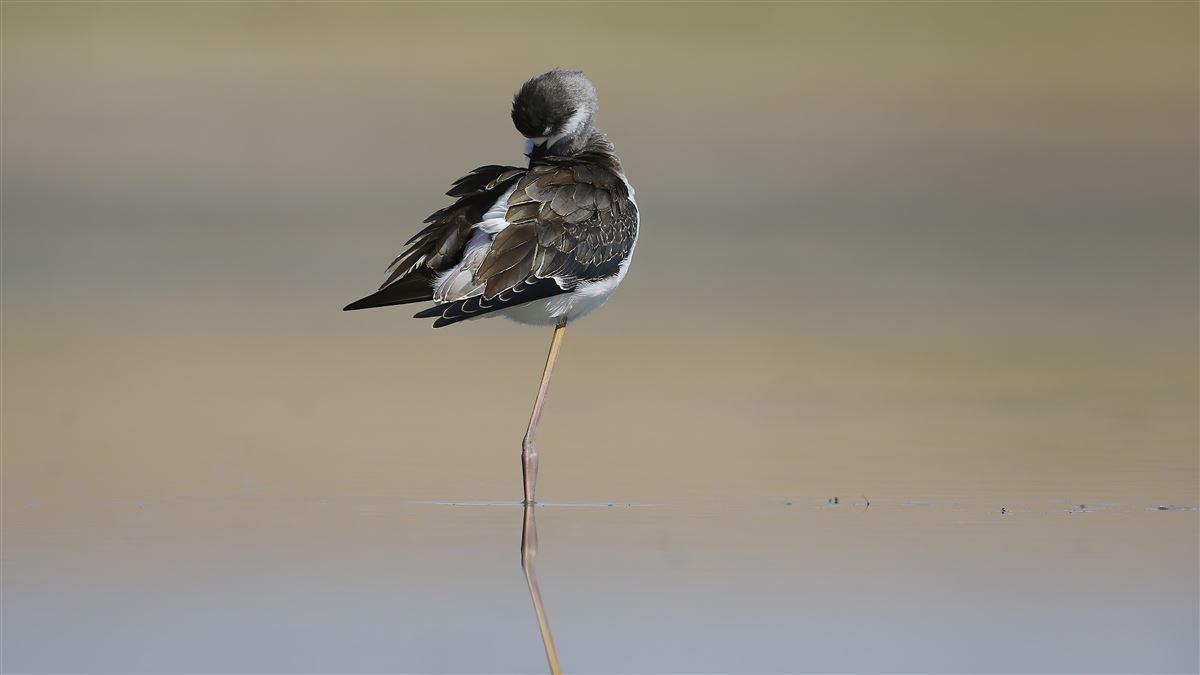 Black-winged Stilt