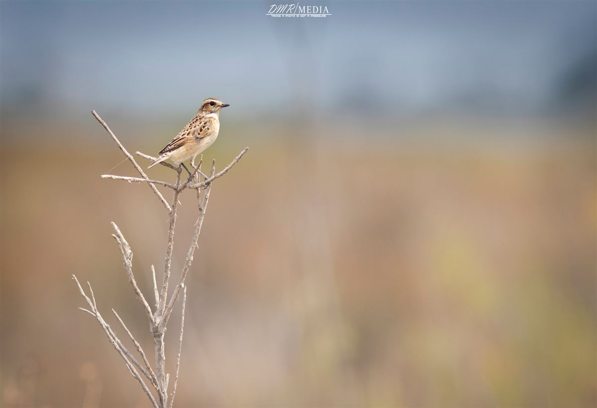 Whinchat