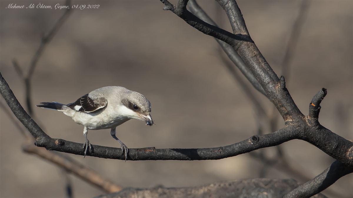 Lesser Grey Shrike