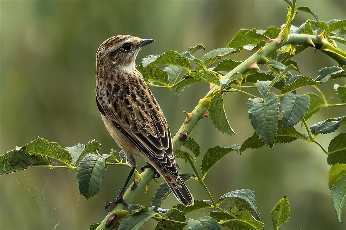 Whinchat