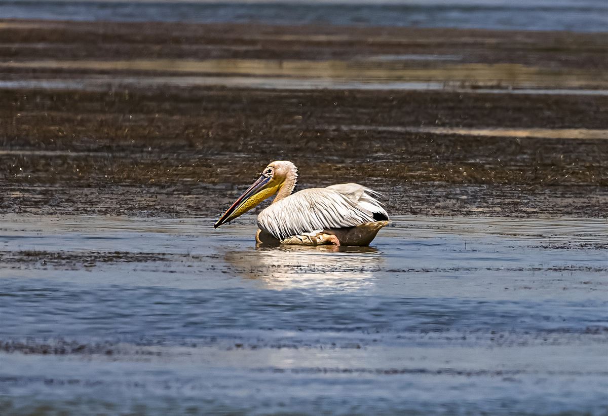 Great White Pelican