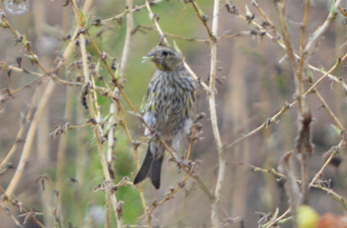 European Serin