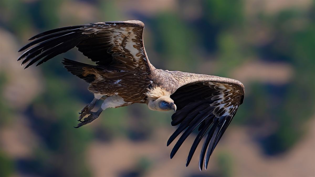 Griffon Vulture