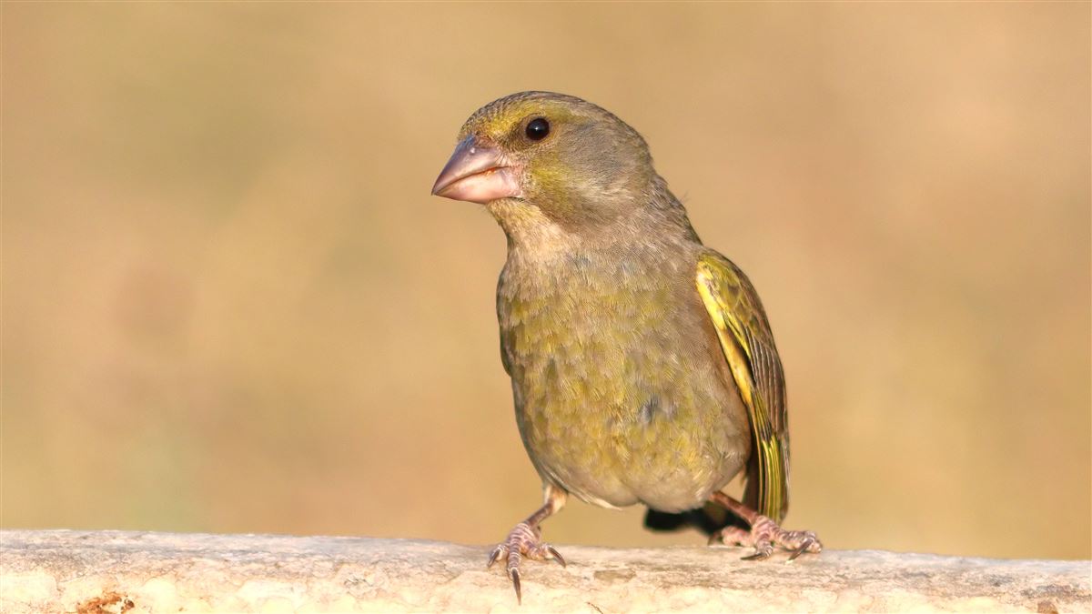 European Greenfinch