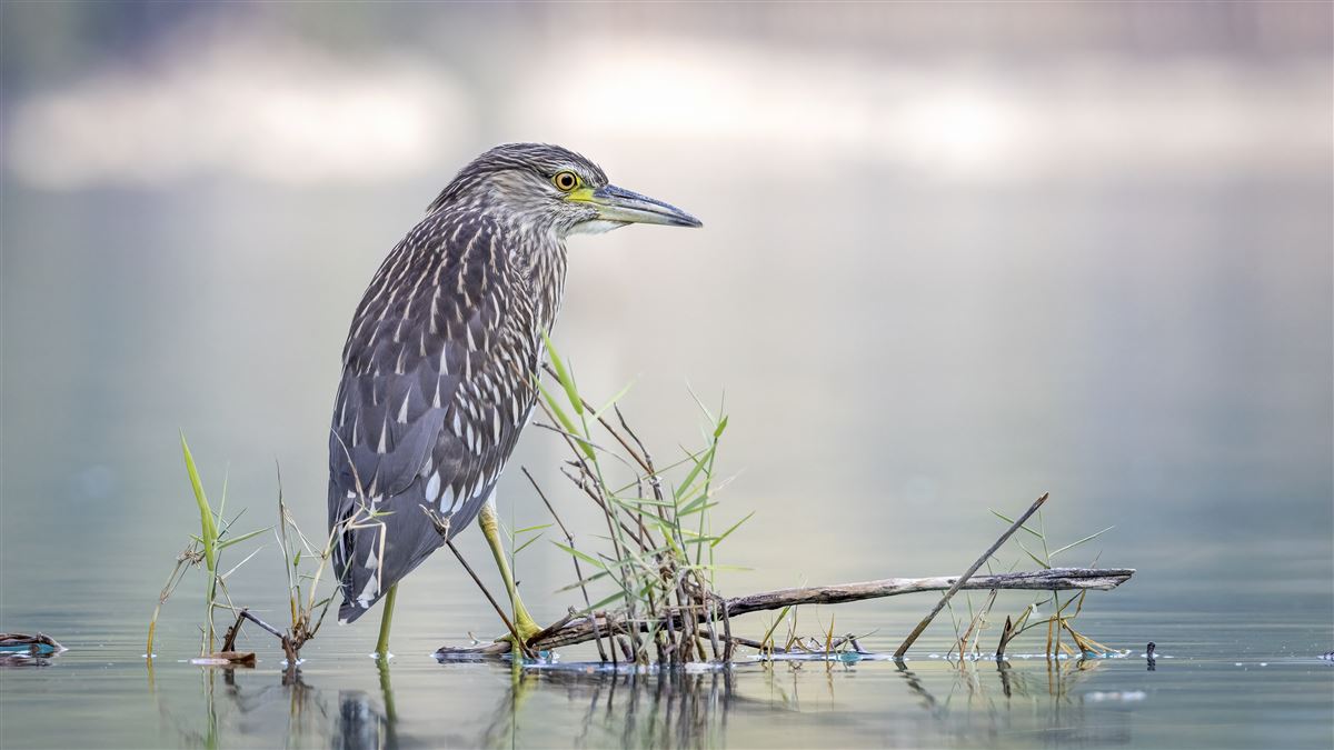 Black-crowned Night Heron