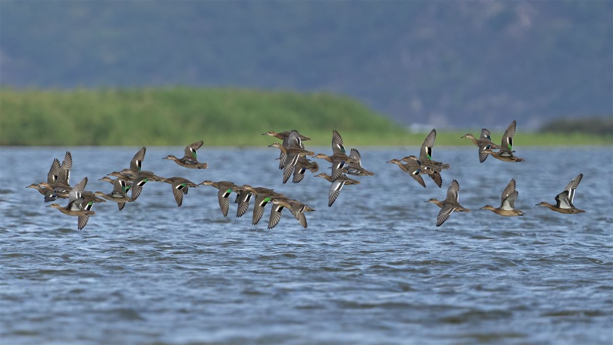 Eurasian Teal