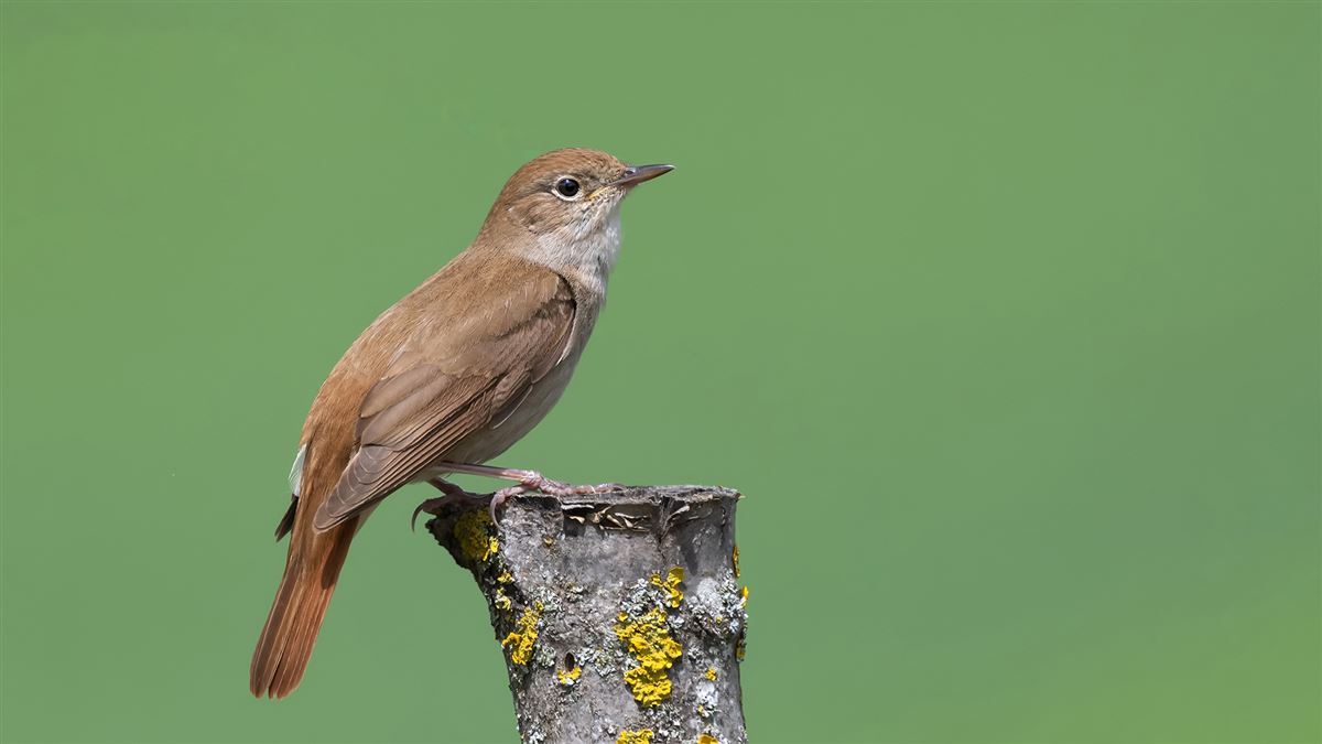 Common Nightingale