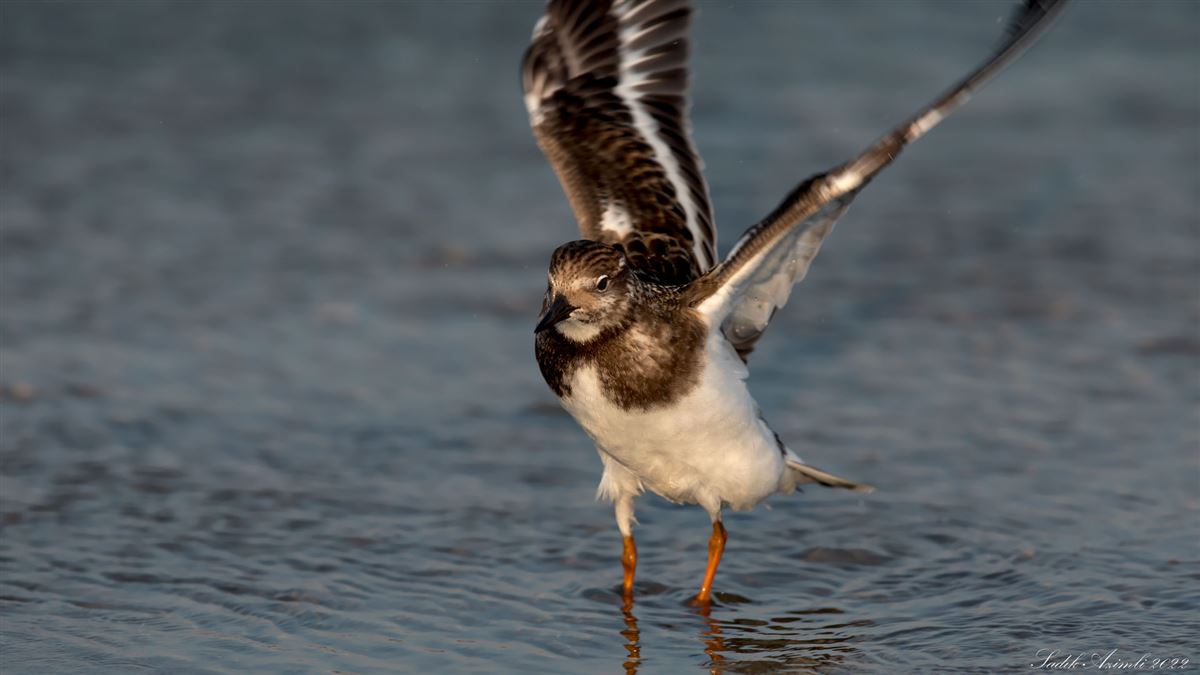 Ruddy Turnstone