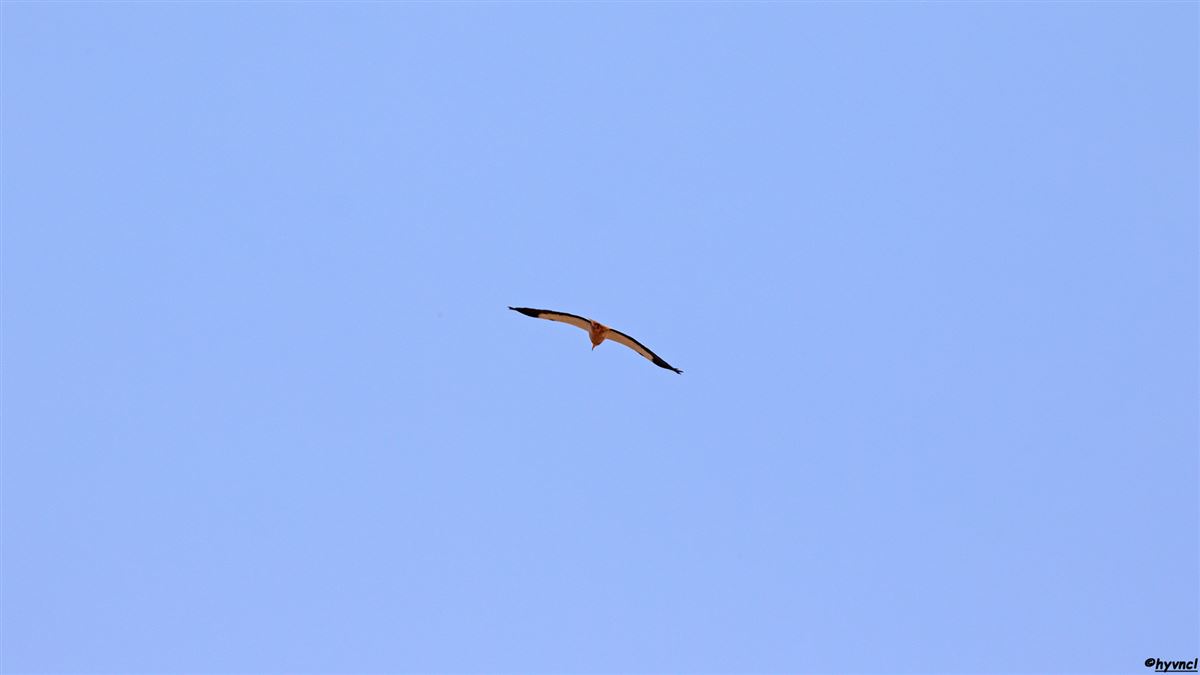 Egyptian Vulture