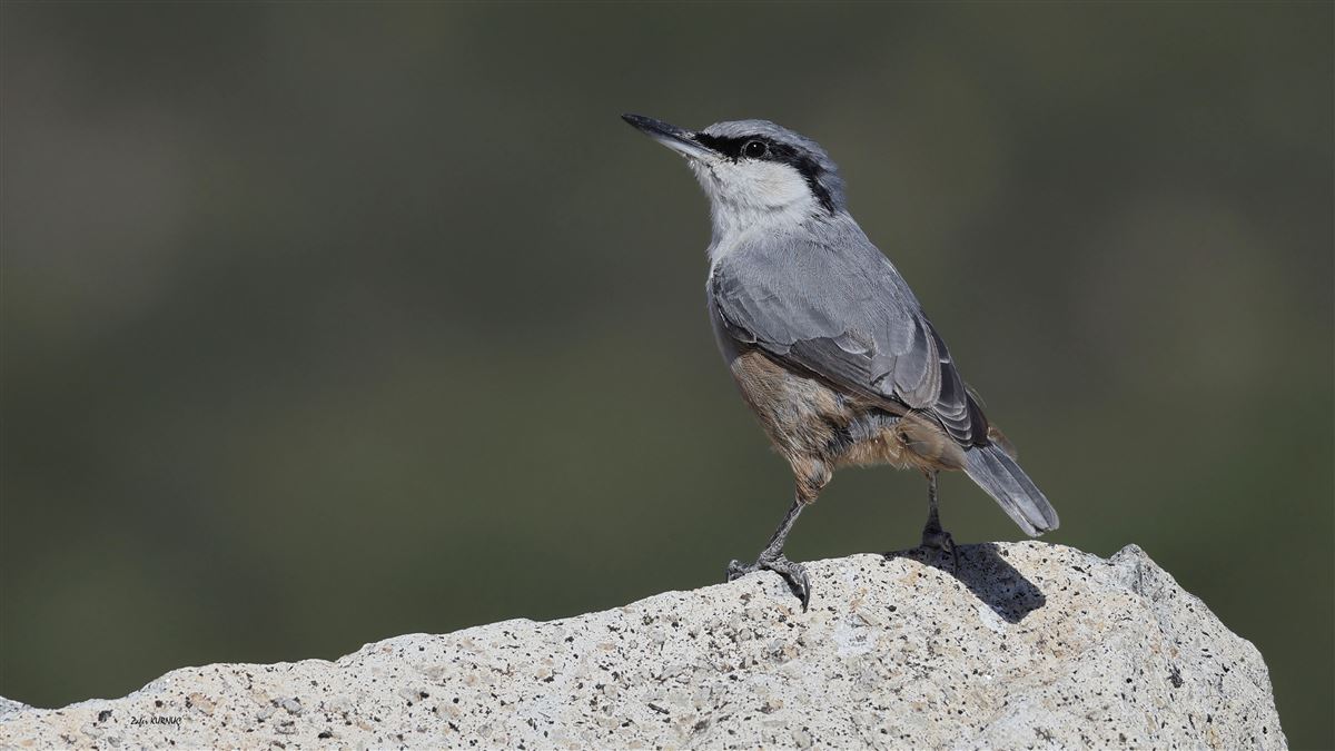 Western Rock Nuthatch