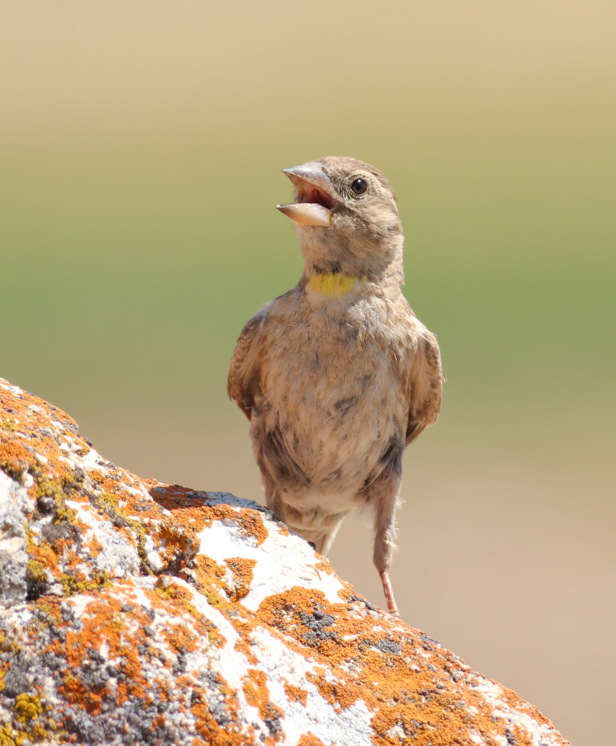 Rock Sparrow