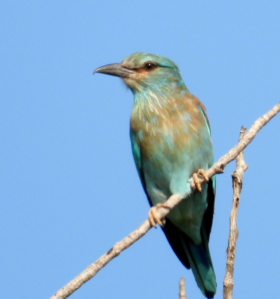 European Roller