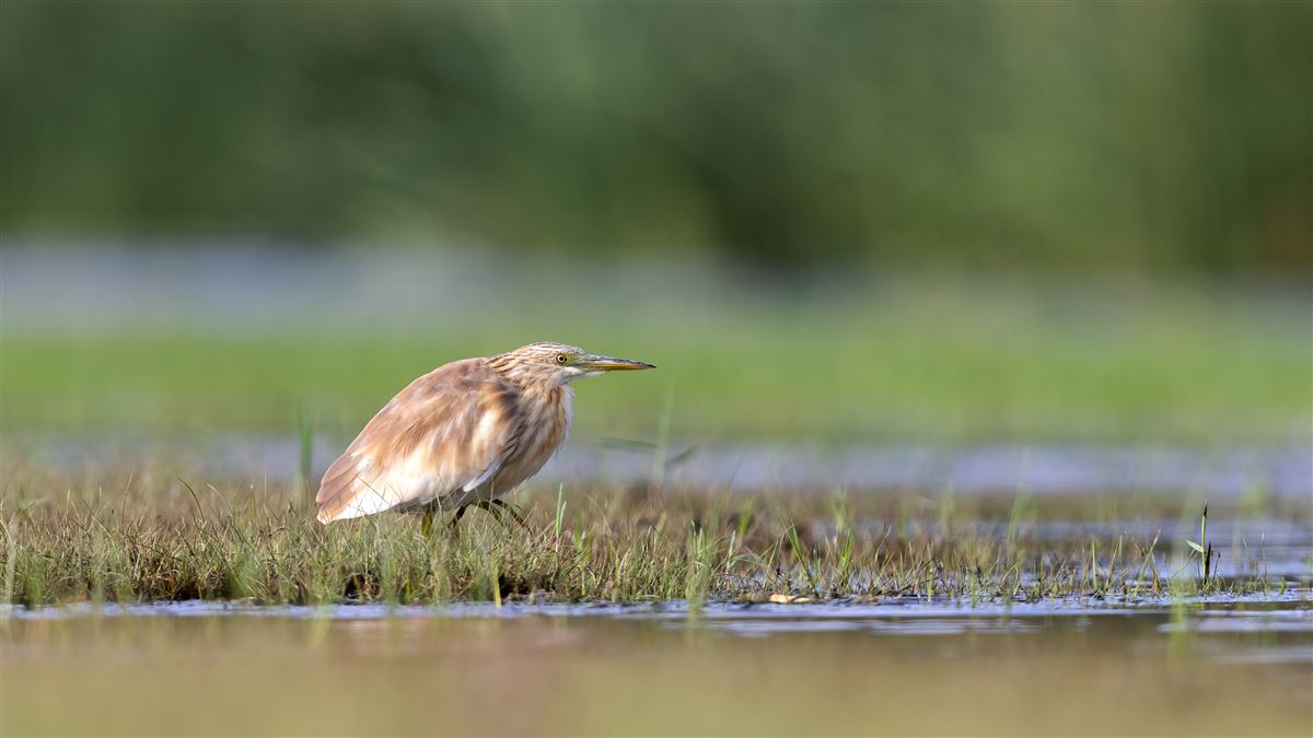 Squacco Heron