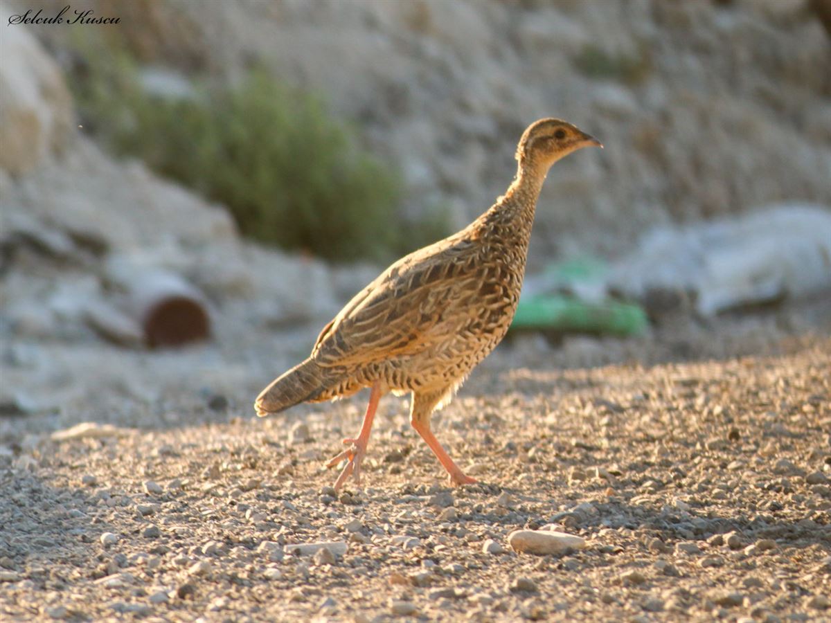 Black Francolin