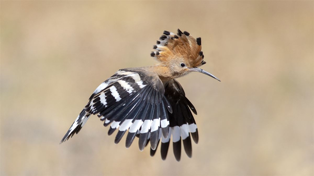 Common Hoopoe
