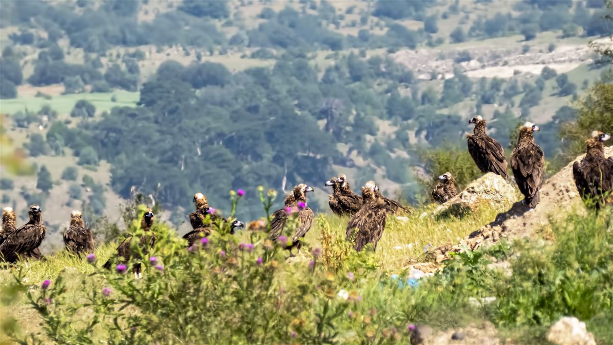 Cinereous Vulture