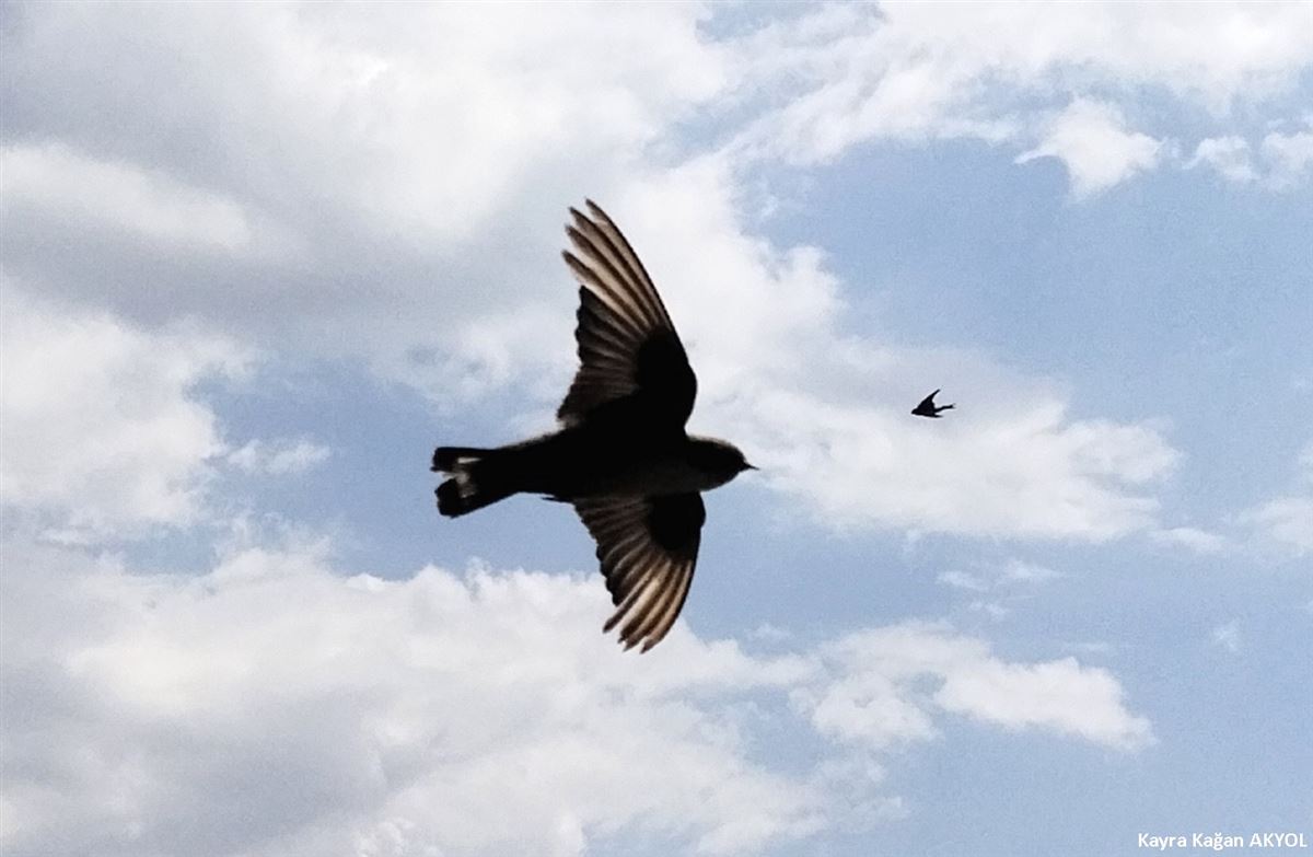 Eurasian Crag Martin