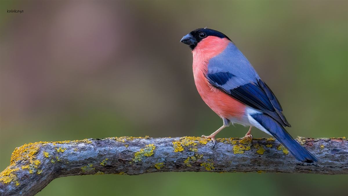 Eurasian Bullfinch
