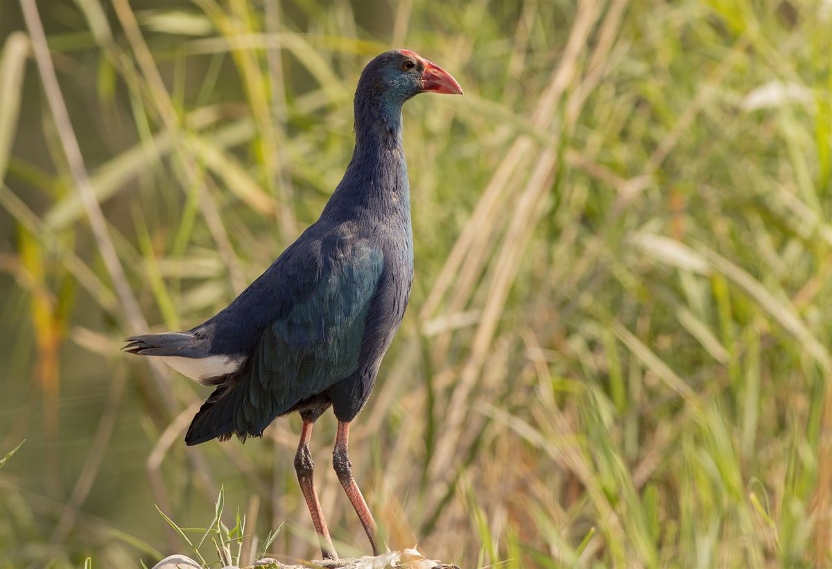 Grey-headed Swamphen