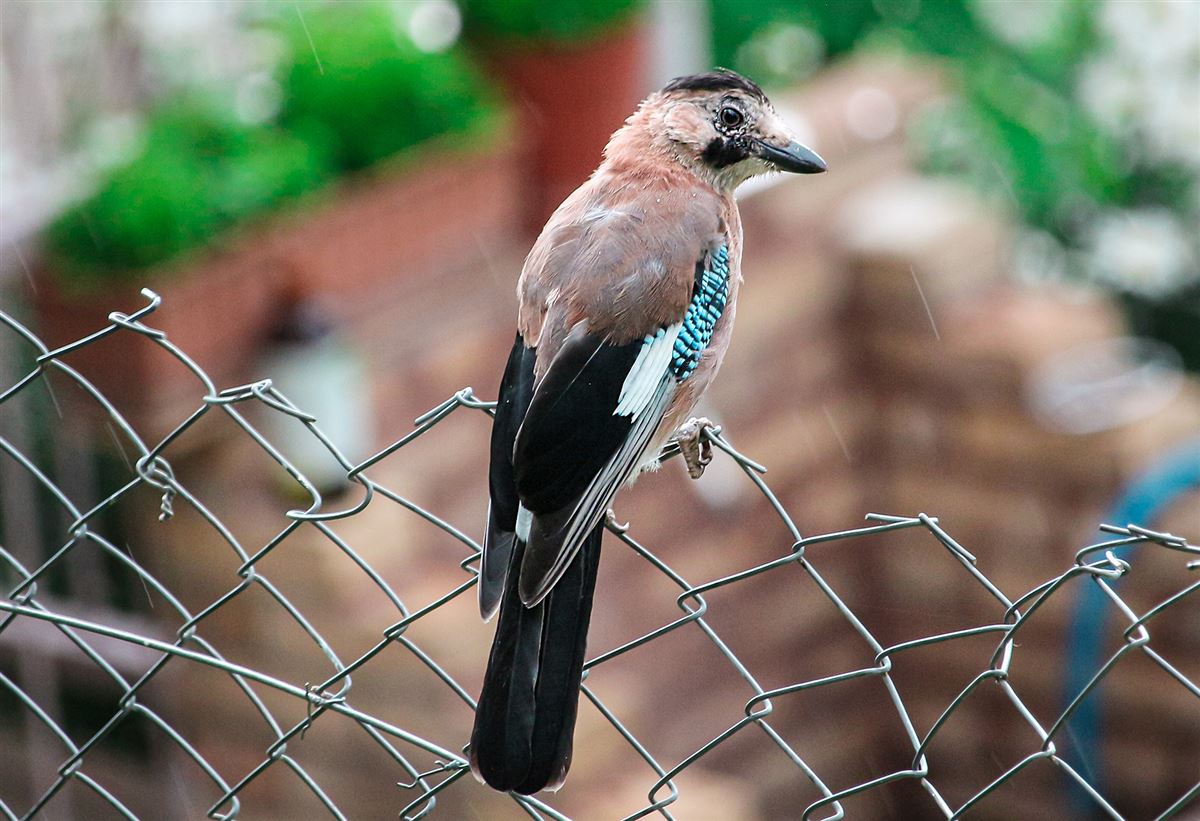 Eurasian Jay