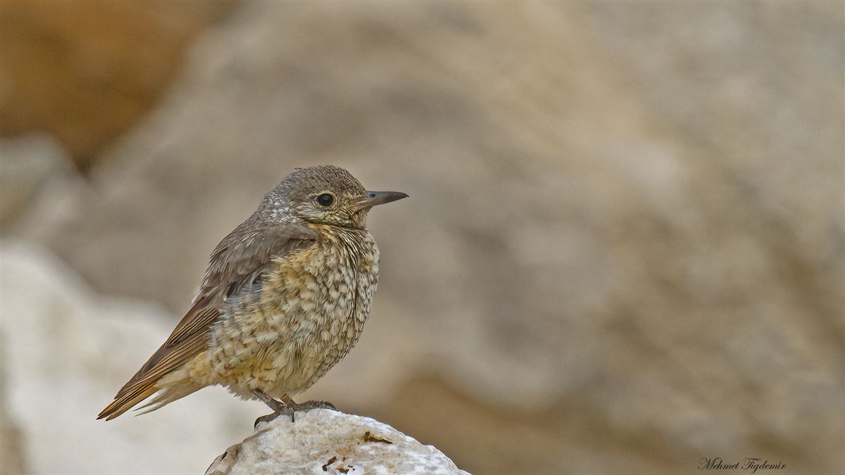 Common Rock Thrush