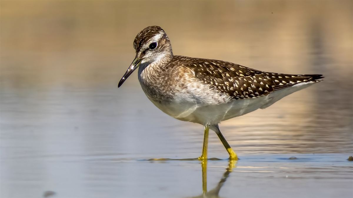 Wood Sandpiper