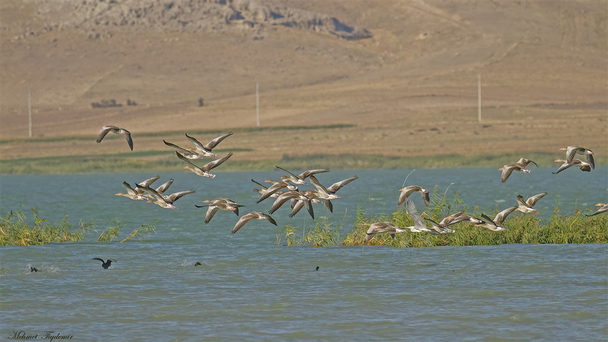 Greylag Goose