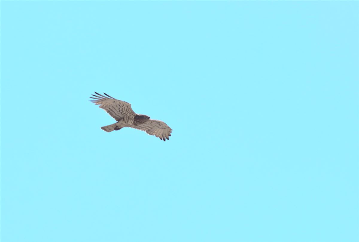 Short-toed Snake Eagle
